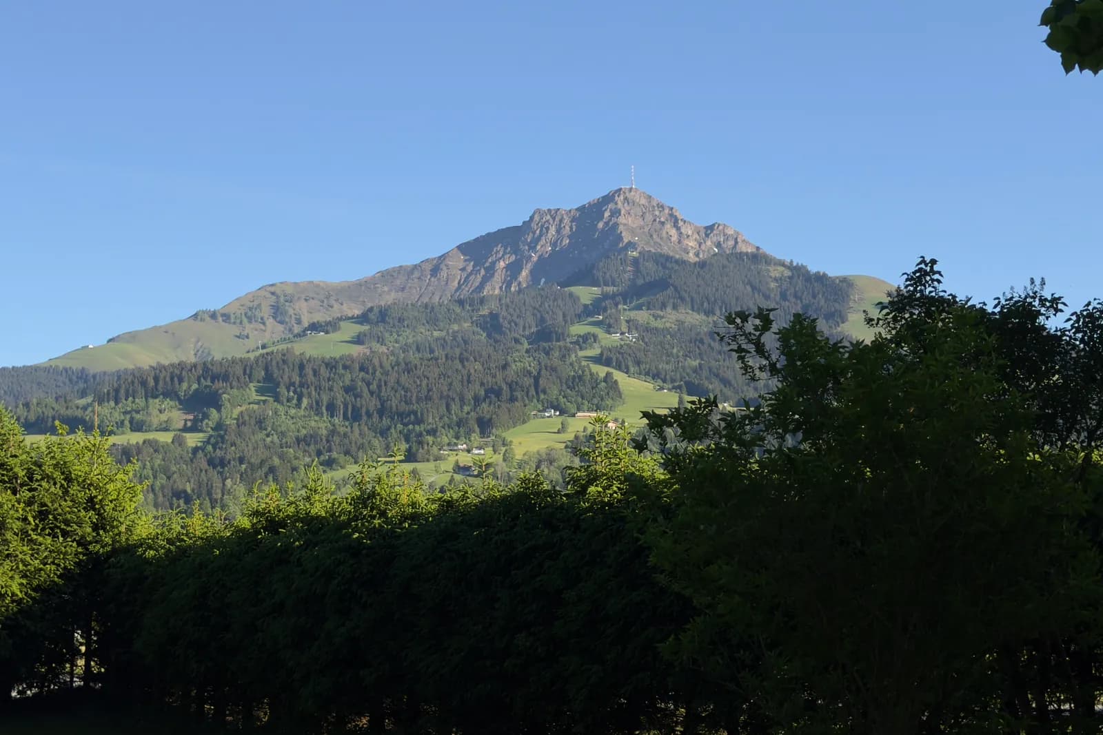 Das Kitzbüheler Horn an einem Sommertag über grünen Almwiesen und Wald, im Vordergrund Hecken und Bäume.